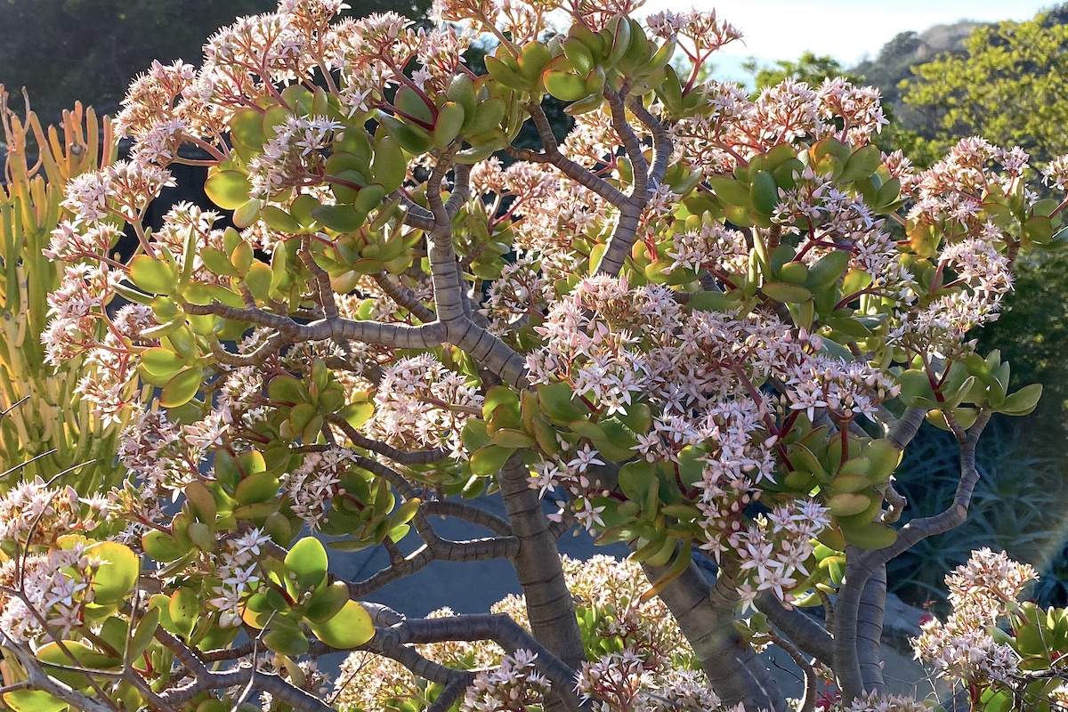 Jade (Crassula ovata) in bloom (c) Debra Lee Baldwin