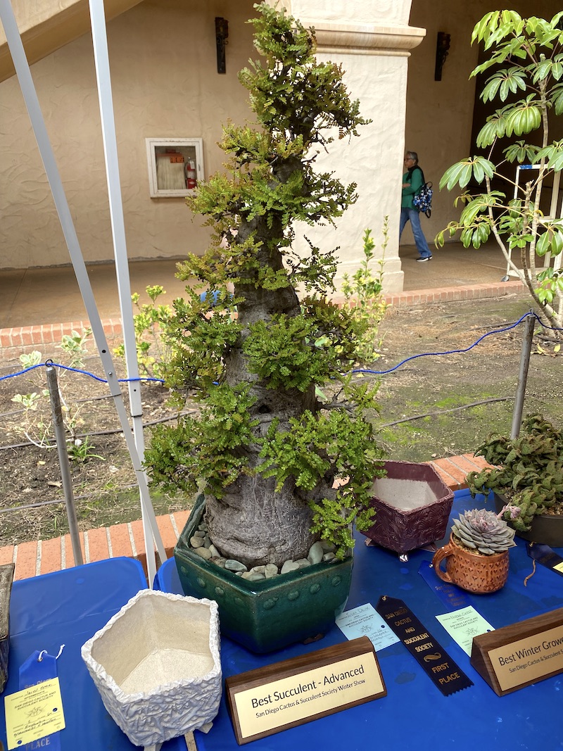Blue ribbon winning Operculacarya decaryi bonsai pachyform