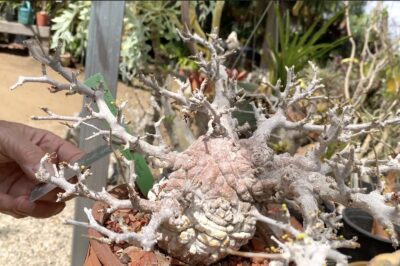Gnarly succulent caudiciform Opercularia pachypus