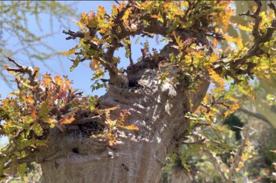 Gnarly trunked succulent for bonsai looks like a redwood tree Operculicarya decaryi