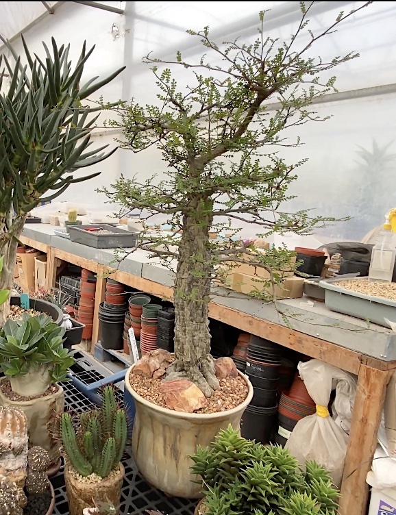 Succulent bonsai that resembles a redwood tree