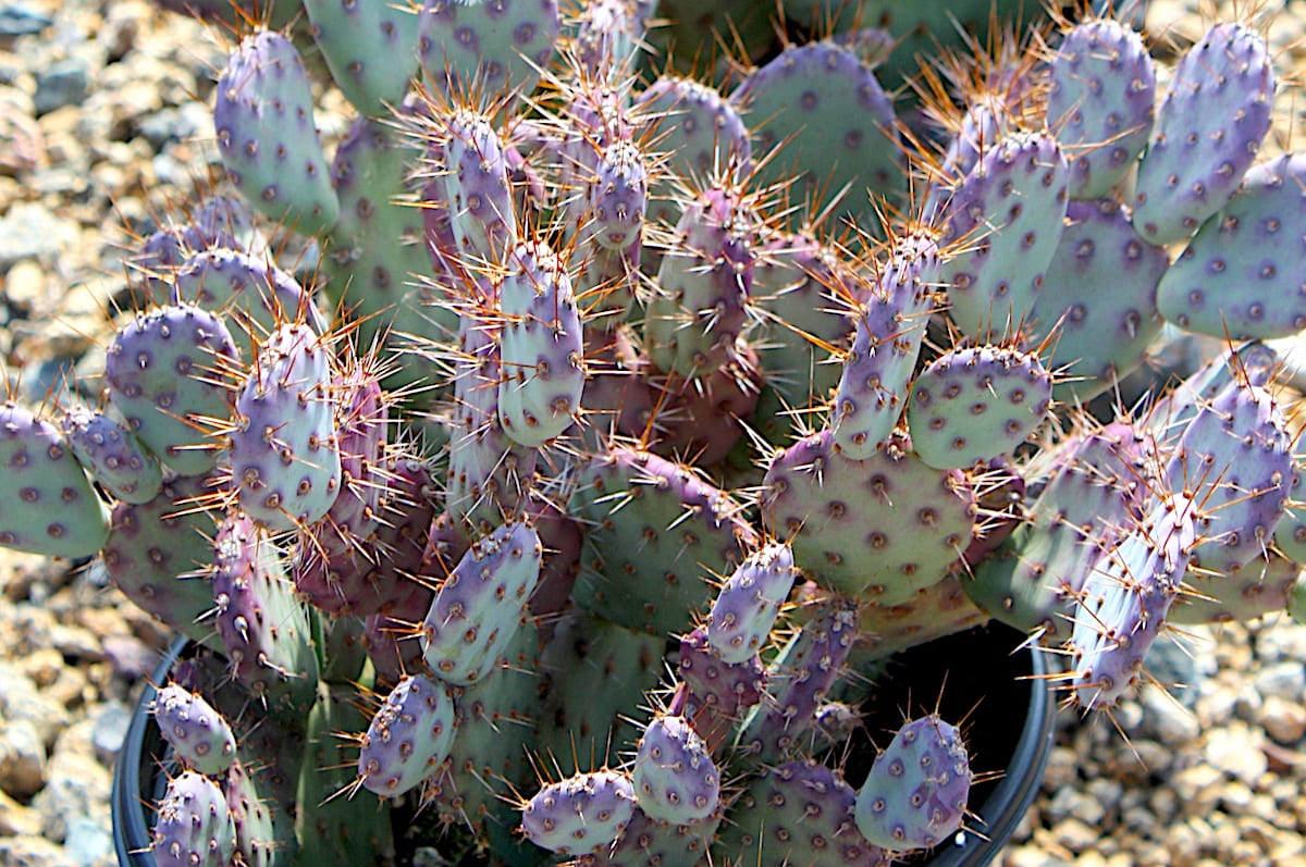 Purple cactus Opuntia 'Baby Rita' (c) Debra Lee Baldwin