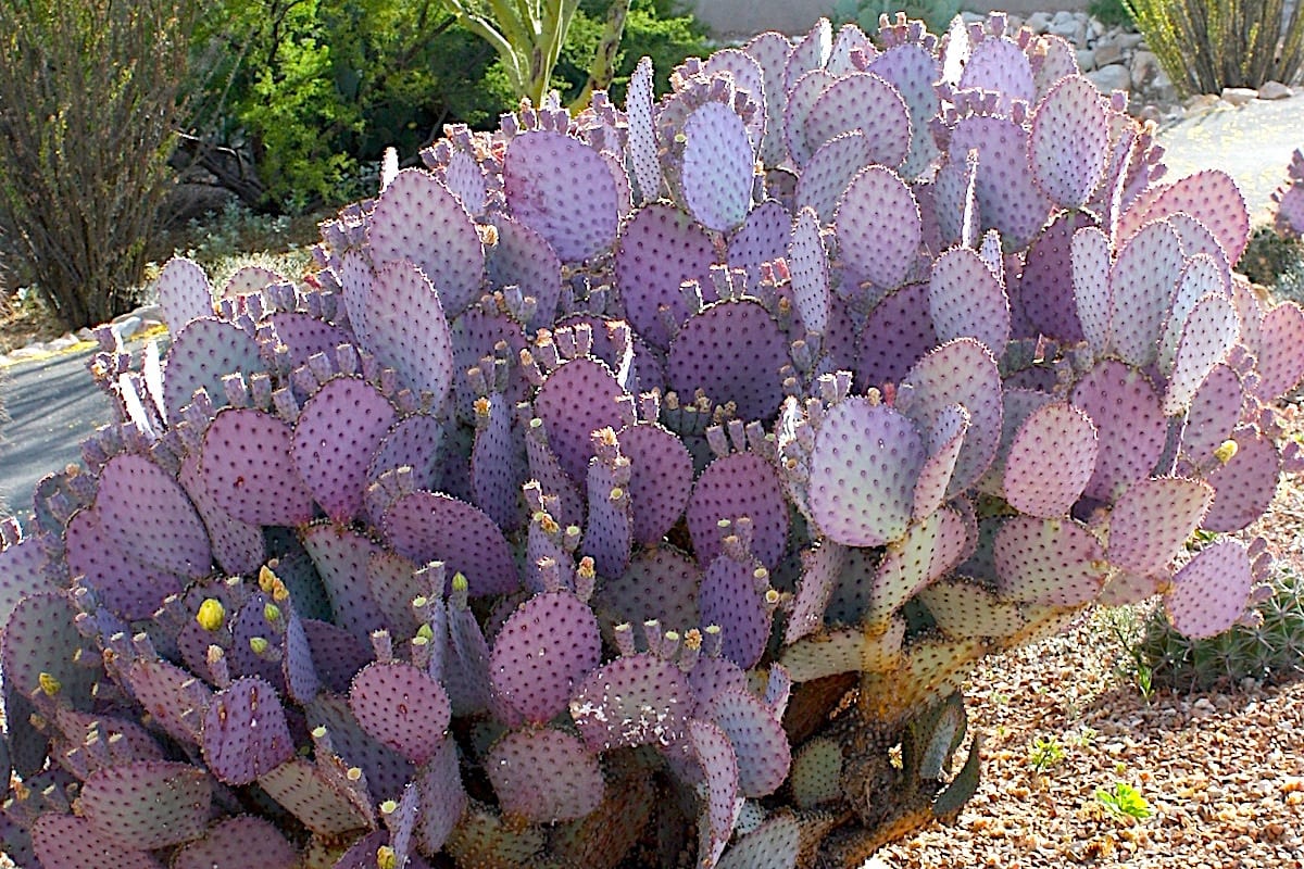 Purple paddle cactus Opuntia Santa-Rita (c) Debra Lee Baldwin