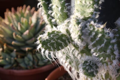 Paddle cactus Opuntia erinacea 'Ursine' has whiskery white filaments that grow from its areoles (c) Debra Lee Baldwin