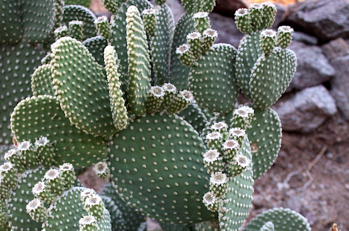 Polka dot cactus Opuntia microdasys (bunny ears) (c) Debra Lee Baldwin