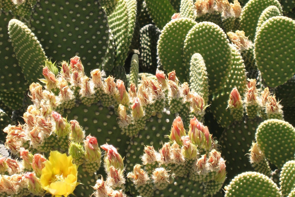 Polka dot cactus Opuntia microdasys in bloom (c) Debra Lee Baldwin