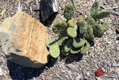 Dwarf Paddle cactus, Opuntia sp. (c) Debra Lee Baldwin