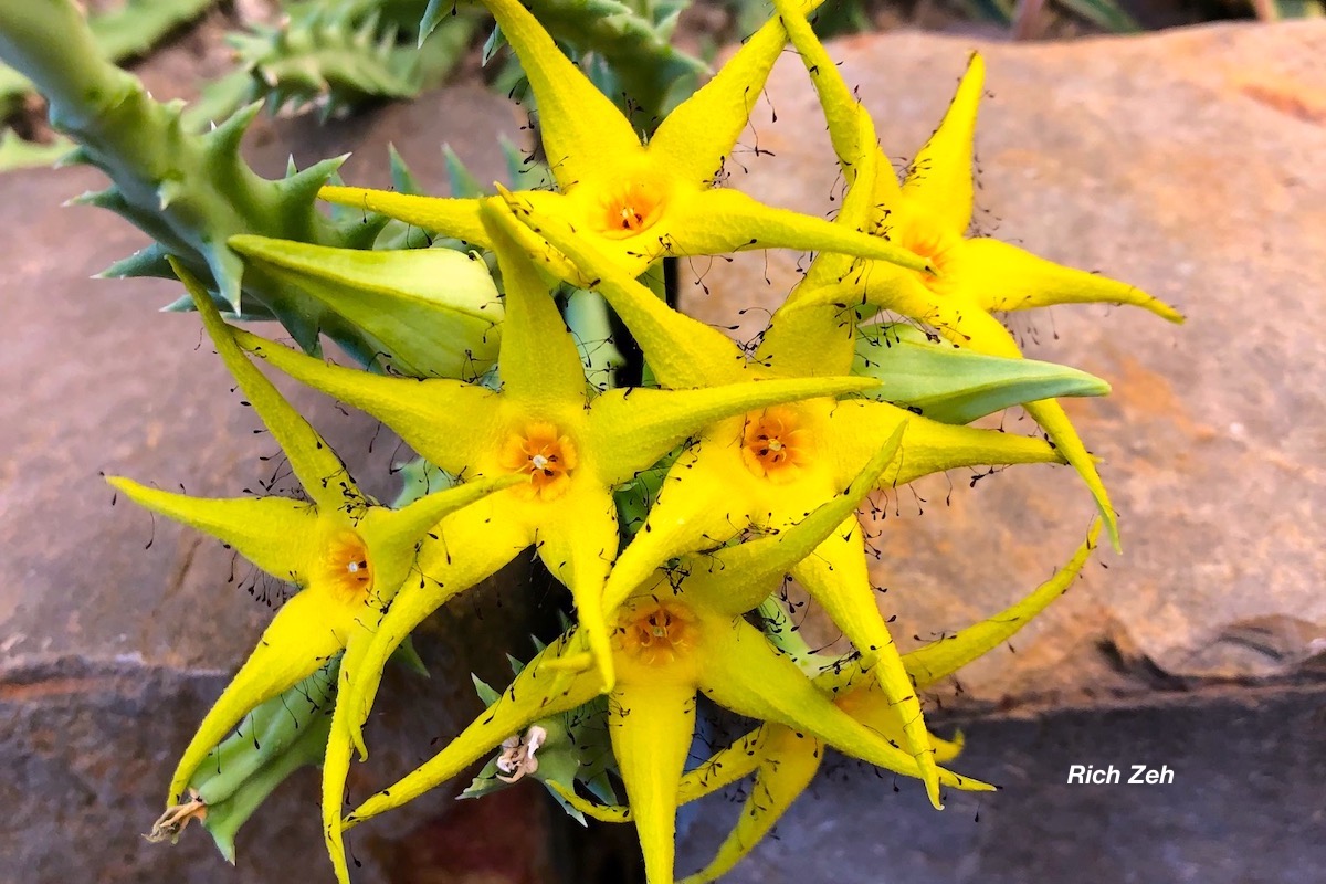 Orbea lutea (yellow carrion flower) Stapeliad