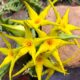 Orbea lutea (yellow carrion flower) Stapeliad (c) Debra Lee Baldwin