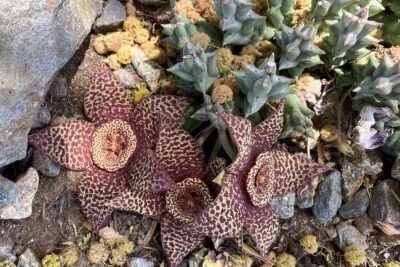 Stapeliad succulent smells like rotting meat: Orbea variegata (c) Debra Lee Baldwin