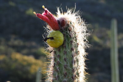 Oreocereus celsianus Old Man of the Andes, in bloom and with fruit (c) Debra Lee Baldwin