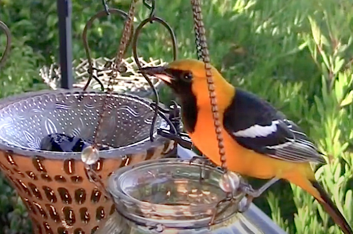 Oriole at feeder (c) Debra Lee Baldwin