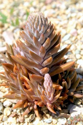 Orostachys chanetii (c) Debra Lee Baldwin