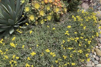 Groundcover succulent yellow flowers Othonna capensis (c) Debra Lee Baldwin