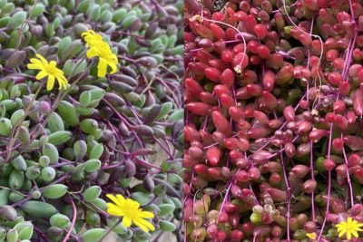 Othonna capensis 'Ruby Necklace' before & after stressing (c) Debra Lee Baldwin