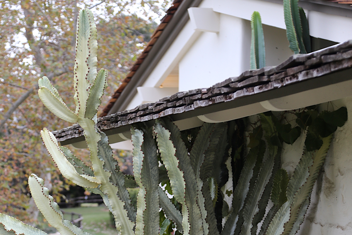 Overgrown euphorbia