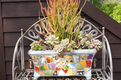Floral style succulent arrangement in mosaic pot (c) Debra Lee Baldwin