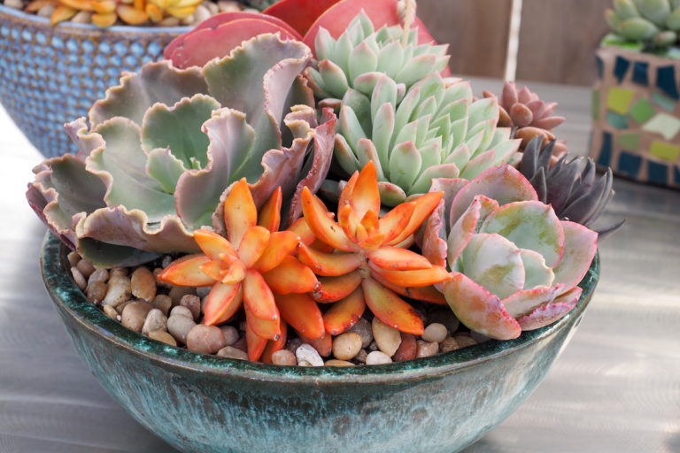 150 Ideas for Pots of Rosette Succulents - Debra Lee Baldwin