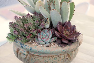 Floral style succulent arrangement in art pot (c) Debra Lee Baldwin