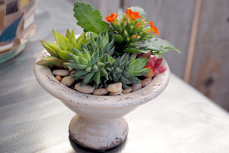 150 Ideas for Pots of Rosette Succulents - Debra Lee Baldwin