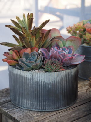 Floral style succulent arrangement in metal container (c) Debra Lee Baldwin