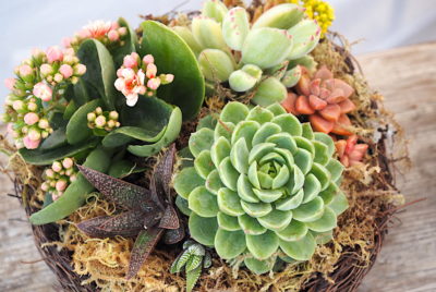 Floral style succulent arrangement, bird's nest style (c) Debra Lee Baldwin