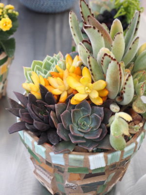 Floral style succulent arrangement in mosaic pot (c) Debra Lee Baldwin