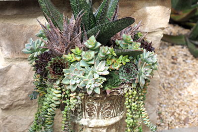 Floral style succulent arrangement in urn (c) Debra Lee Baldwin