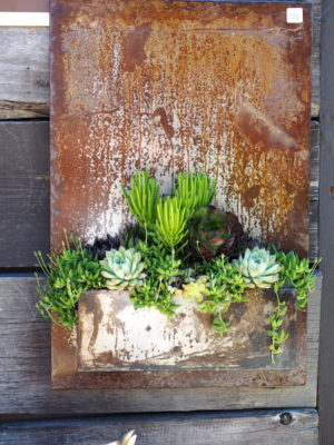 Floral style succulent arrangement in repurposed metal container (c) Debra Lee Baldwin