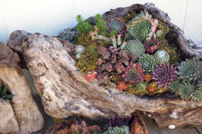 Floral style succulent arrangement in driftwood (c) Debra Lee Baldwin