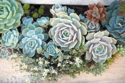 Vertical Floral style succulent arrangement (c) Debra Lee Baldwin