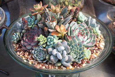 Floral style succulent arrangement in glass bowl (c) Debra Lee Baldwin