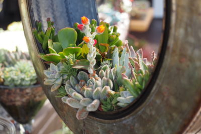 Floral style succulent arrangement in wheel (c) Debra Lee Baldwin
