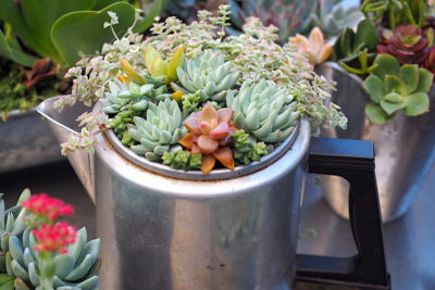 Floral style succulent arrangement in coffee pot (c) Debra Lee Baldwin