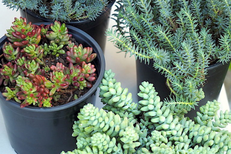 Frost and Succulents What You Need to Know Debra Lee Baldwin