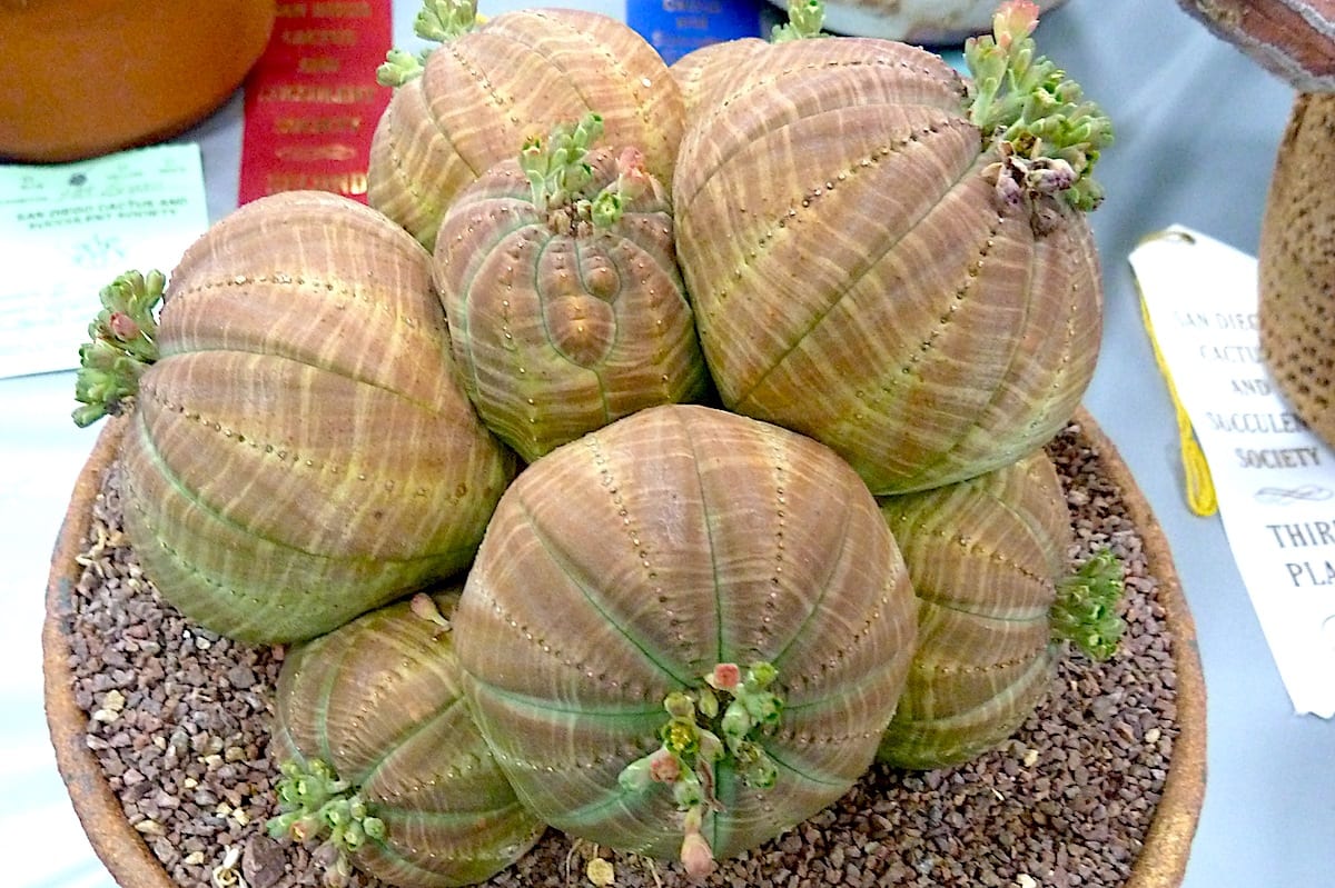 Euphorbia obesa (c) Debra Lee Baldwin