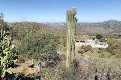 Tall columnar cactus with broken top and new growth Cardon Pachycereus