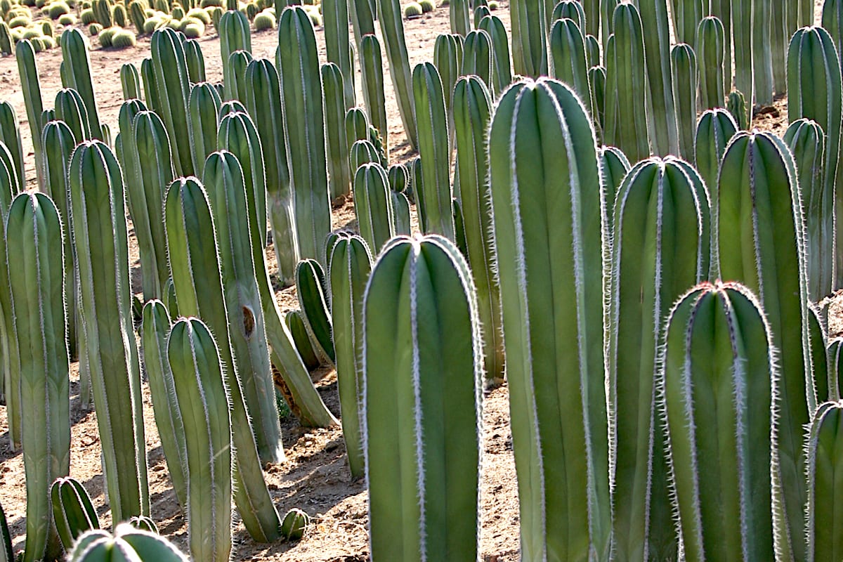 Columnar cactus Pachycereus marginatus (Mexican fence post) (c) Debra Lee Baldwin