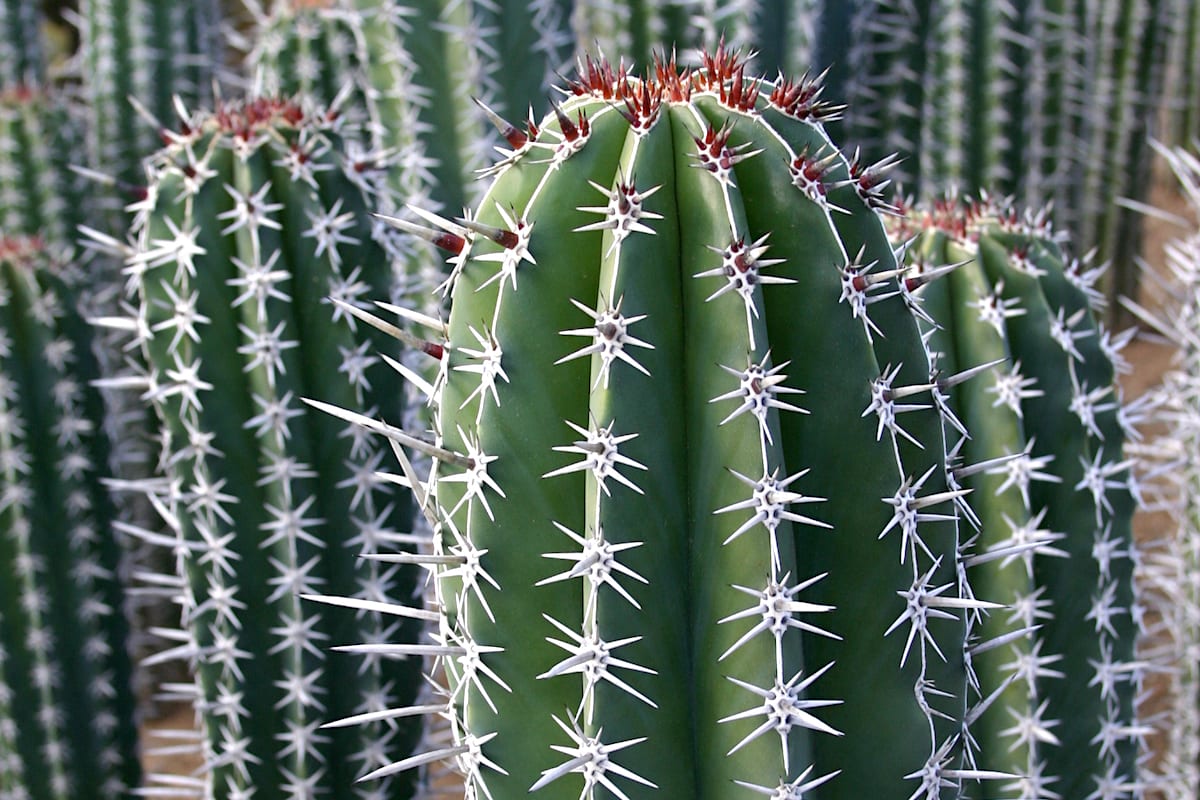 Cactus with star shaped spines Pachycereus pringlei (c) Debra Lee Baldwin