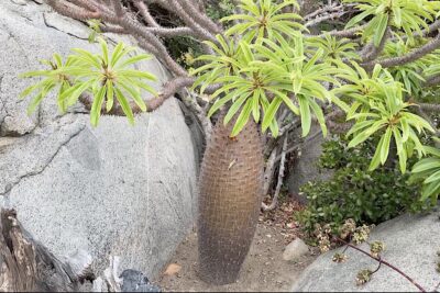 Succulent tree with prickly bottle shaped trunk Pachypodium lamerii