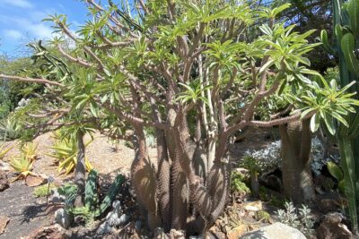 Succulent tree with spiky, bottle-like trunk (c) Debra Lee Baldwin