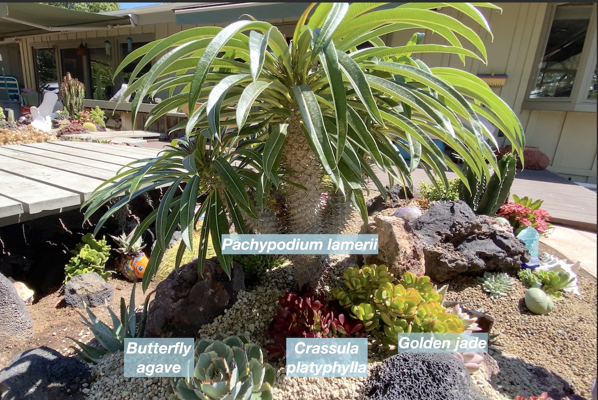 Succulent reef garden by Hannah Eubanks, plants ID'd (c) Debra Lee Baldwin 