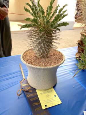 Pachypodium namaquanum at the San Diego Cactus & Succulent Society Show (c) Debra Lee Baldwin
