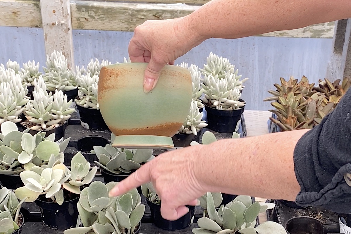 Pairing succulents with a teal pot (c) Debra Lee Baldwin