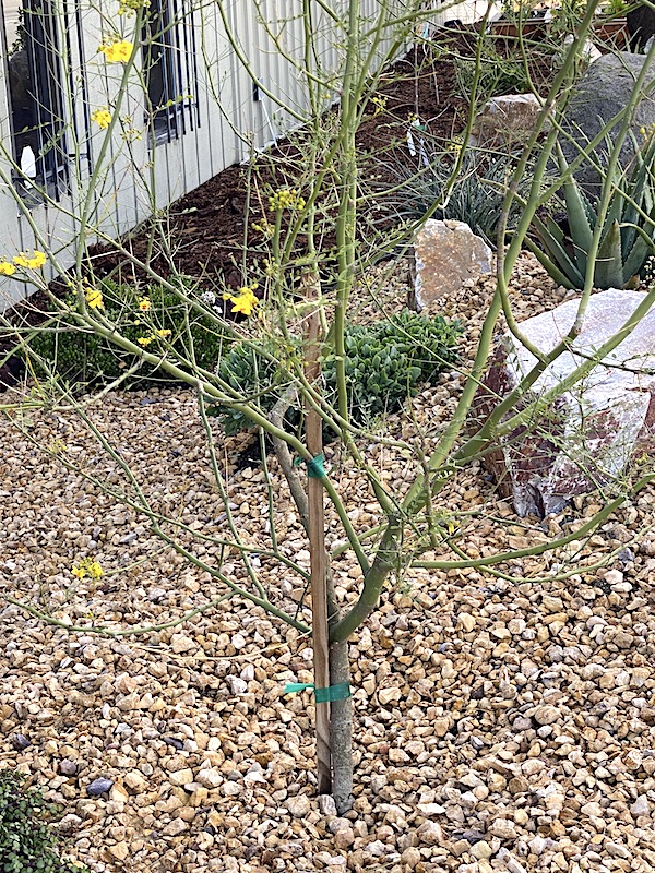 Newly planted Palo verde (Cercidium 'Desert Museum') (c) Debra Lee Baldwin