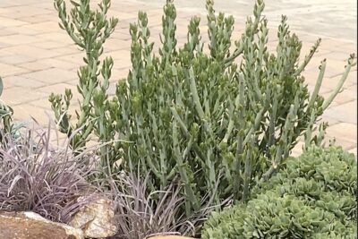 Swizzle sticks succulent Senecio anteuphorbium (c) Debra Lee Baldwin