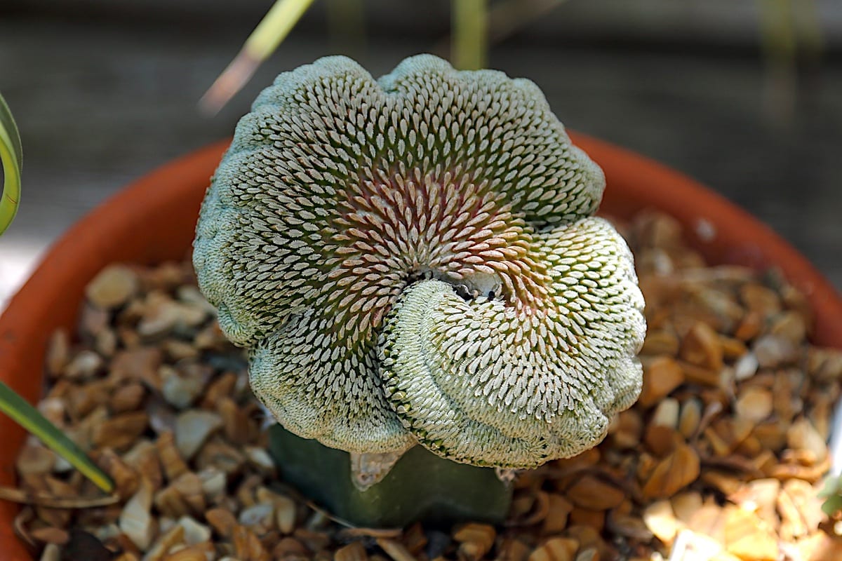 Bizarre cactus Pelecyphora aselliformis crest (c) Debra Lee Baldwin