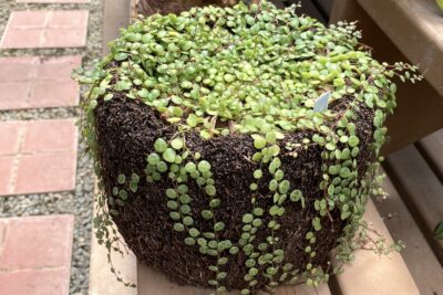 Peperomia rotundifolia var. pilosior (string of turtles) (c) Debra Lee Baldwin