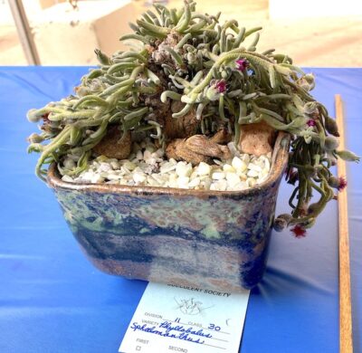 Phyllobalus sphalmanthus at the San Diego Cactus & Succulent Society Show (c) Debra Lee Baldwin