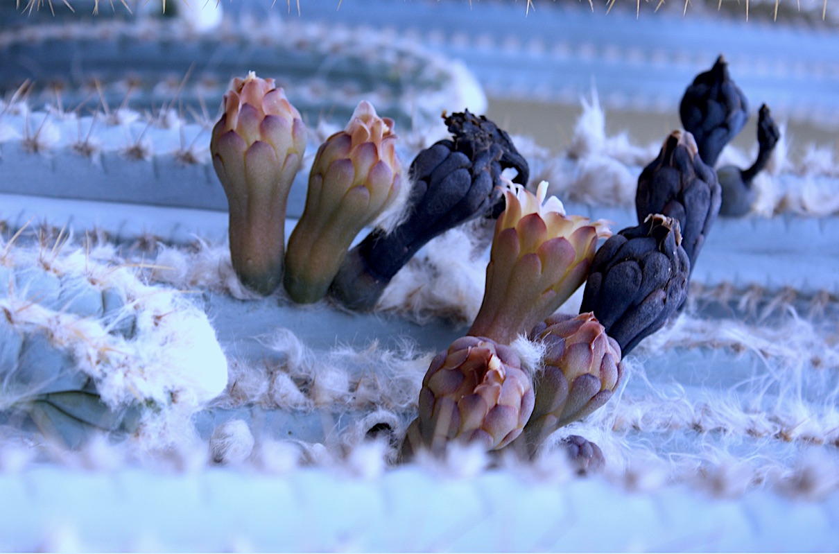 Creepy succulents